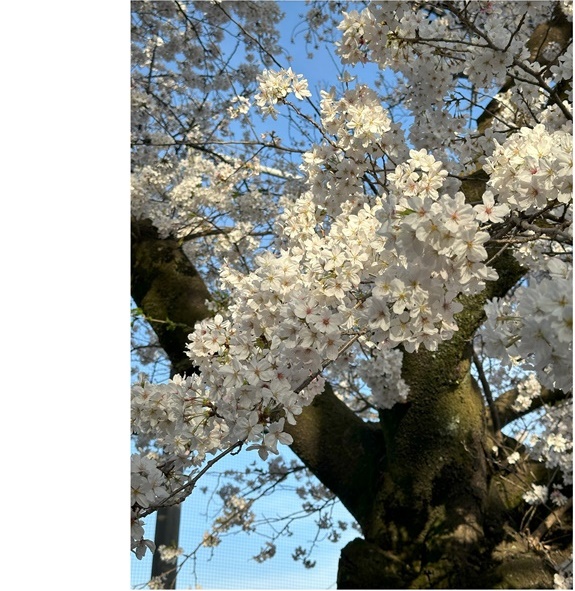 満開の桜